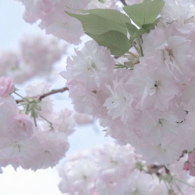 聂荣福瑞交流群